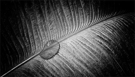 Feather And Water Droplet