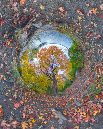 Early Autumn Maple 1