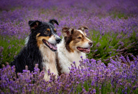 Blaze And Comet