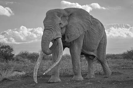 Amboseli Craig