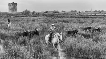 Cowgirl At Work