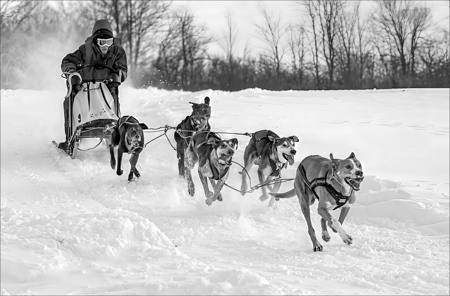 Dog Sled Race 18