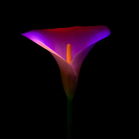 Painted With Light
