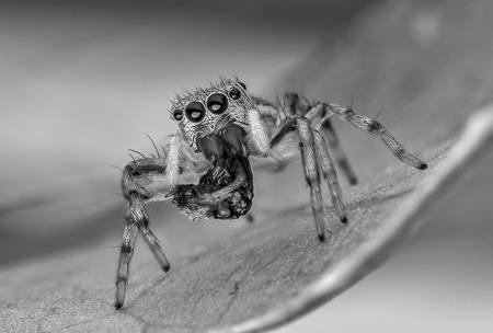 Tiny But Fearless