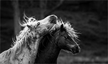 A Bad Hair Day