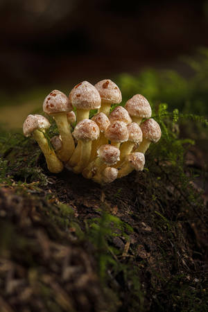 Brick-Red Hypholoma Fungus