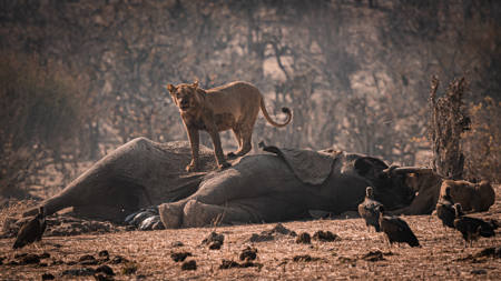 Wild World