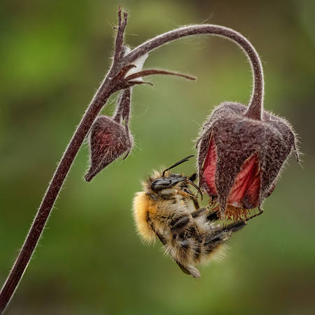 Carder Bee On Water Avens