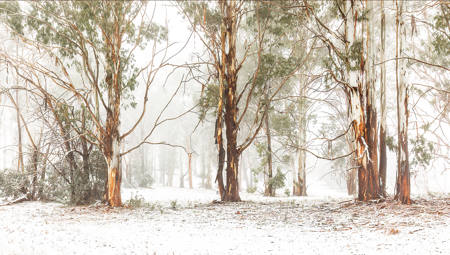 Winter At Laurel Hill
