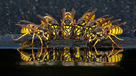 Wasps Drinking