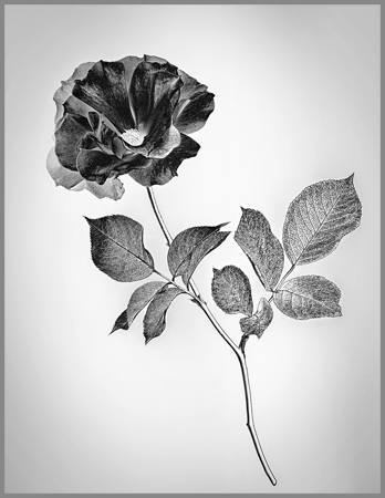 The Black Rose