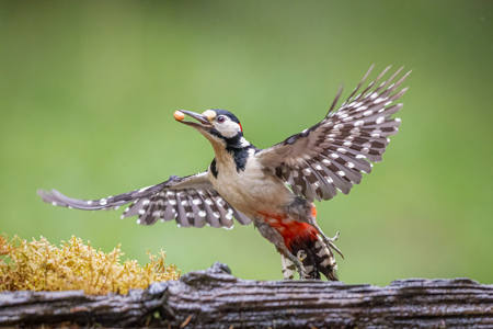 Great Spotted Woodpecker