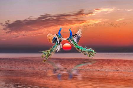 Dance Of The Peacocks