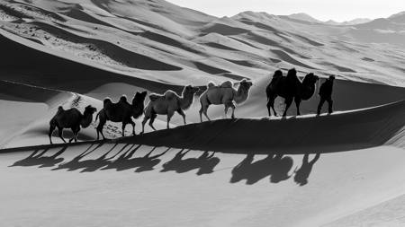 Desert Travel 02