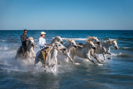 Gallop