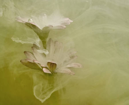 Daisy Dance