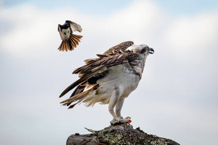 Pesky Bird