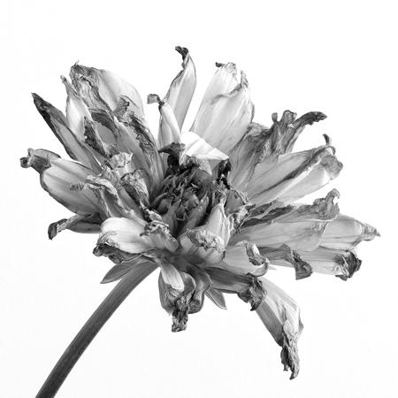 Fading Dahlia