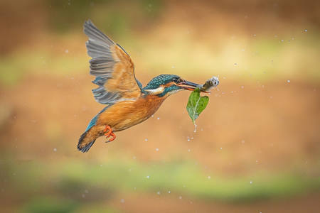 Kingfisher UK