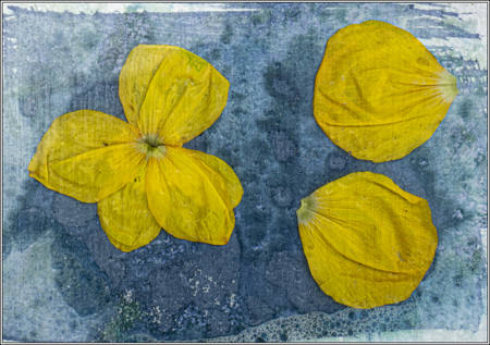 Yellow Petals