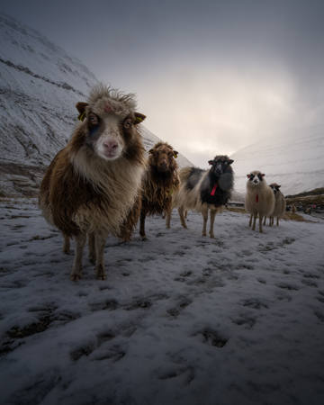 The Sheep Gang