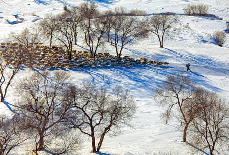 Leading Shepherd