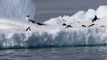 Penguins Resting