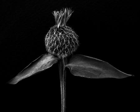 Thistle