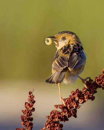 Early Bird Catches The Worm
