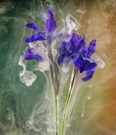 Melting Iris