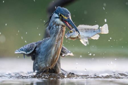 Hungry Heron Scared Fish