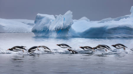 Porpoising Penguins