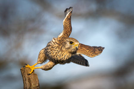 Female Kestrel