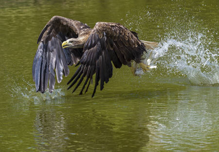 European Sea Eagle