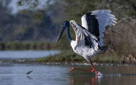 Big Bird Little Fish