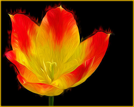 Flaming Tulip