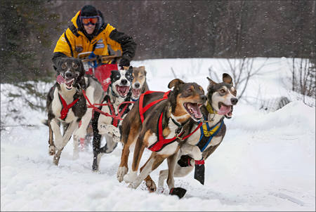 Yellow Sled Racer