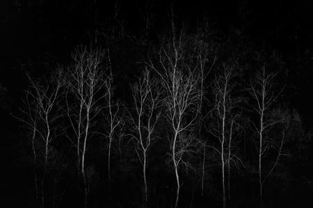 Phantoms