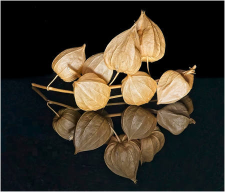 Dried Seed Heads