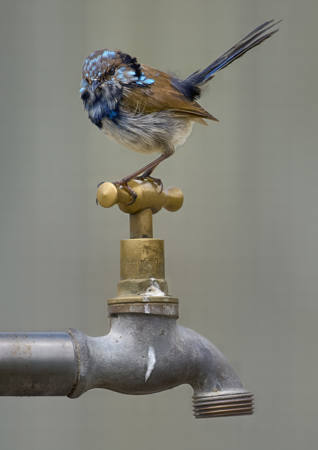 Superb Fairy Wren