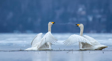 Swan Song 4 16 2017