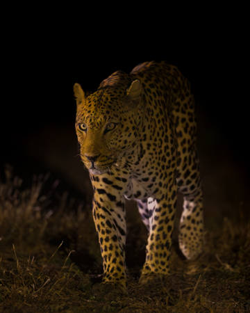 Emerging For The Night