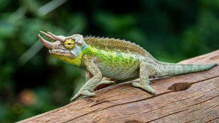 Colors Of Camouflage