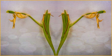 Tulip Twins