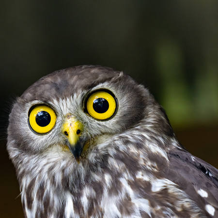 Bright Eyes