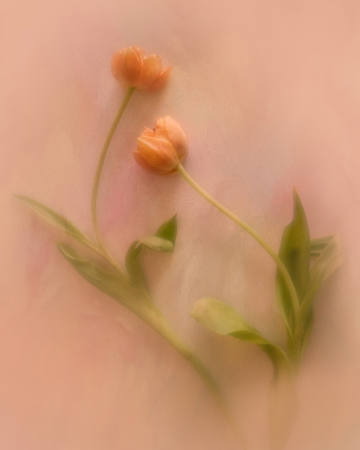 The Slow Dance