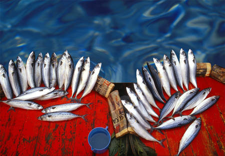 Freshfish