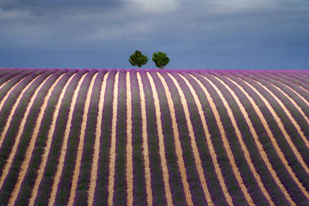 Lavander Field
