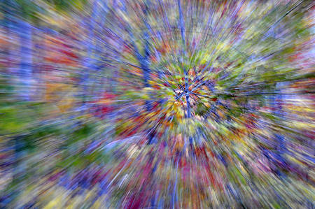 Zooming  In The Fall Woods