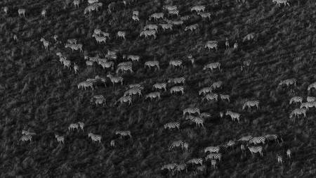 Top View Of Zebras